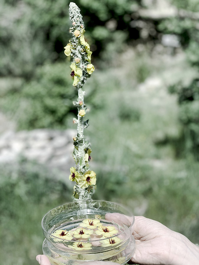 préparation eau florale de bouillon blanc en remède médicinal en drôme provençale avec Wacohe