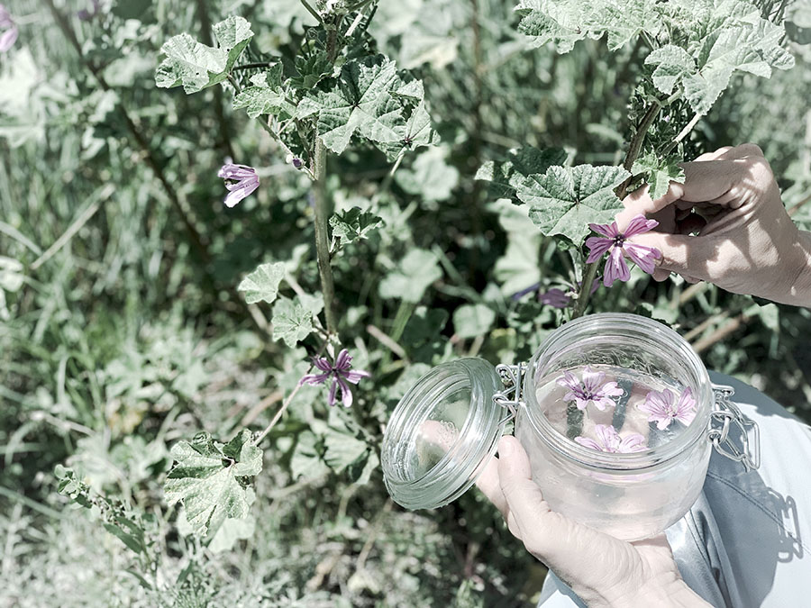 préparation eau florale de mauve sylvestre en remède médicinal en drôme provençale avec Wacohe