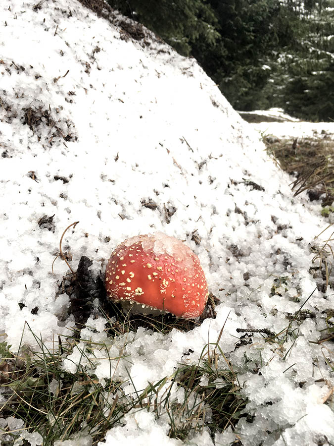 champignon dans la neige en haute savoie